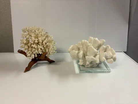 121: 2 Natural Coral Pieces on Stands - online auction on EastBid